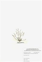 藏品(穗狀魚棲苔)的圖片